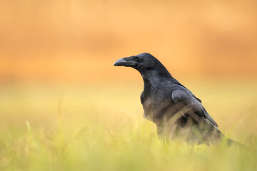 Bird beautiful black raven Corvus corax North Poland Europe sitting on the ground, amazing blurred autumn background
