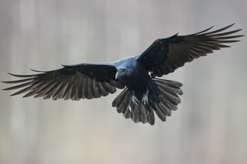 flying Bird beautiful raven Corvus corax North Poland Europe