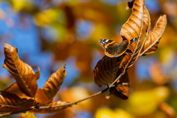 Red admiral butterfly (Vanessa Atalanta) with open wings perched on a brown leaf in Zurich,...