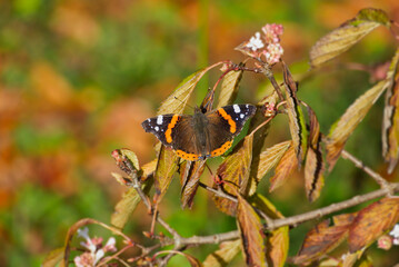 Red admiral butterfly (Vanessa Atalanta) with open wings perched on a brown leaf in Zurich, Switzerland