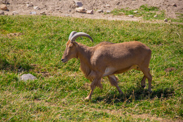 goat grazing outdoors on sunny day