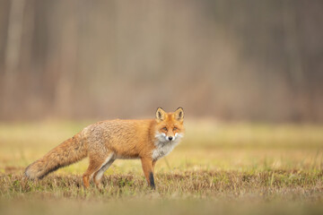 Fox Vulpes vulpes in autumn scenery, Poland Europe, animal walking among autumn meadow	