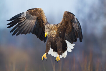 Majestic predator White-tailed eagle, Haliaeetus albicilla in Poland wild nature