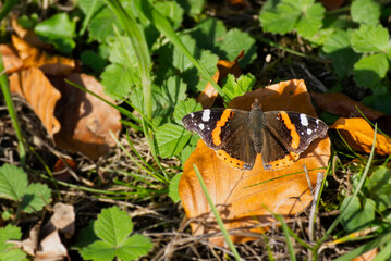 Red admiral butterfly (Vanessa Atalanta) with open wings perched on a brown leaf in Zurich, Switzerland