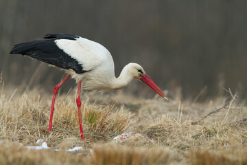 Bird White Stork Ciconia ciconia hunting time summer in Poland Europe