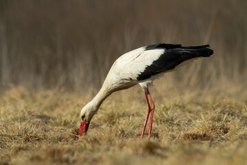 Bird White Stork Ciconia ciconia hunting time summer in Poland Europe