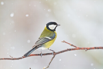Colorful great tit Parus major perched on a tree, photographed in horizontal, amazing background	