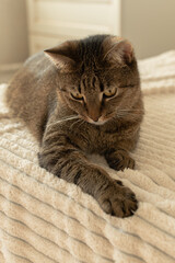 Fototapeta premium Beautiful gray cat with yellow eyes lies on the bed in the room. Vertical photo