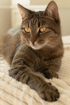 Beautiful gray cat with yellow eyes lies on the bed in the room. Vertical photo