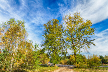 Landscape autumn road with colourful trees, autumn Poland, Europe and amazing blue sky with clouds, sunny day
