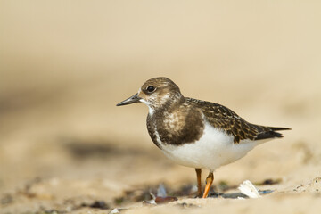 bird - Ruddy Turnstone migratory Arenaria interpres shorebird, migratory bird, Poland Europe Baltic Sea