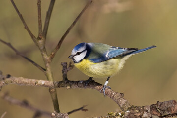 Bird - Blue Tit Cyanistes caeruleus perched on tree	