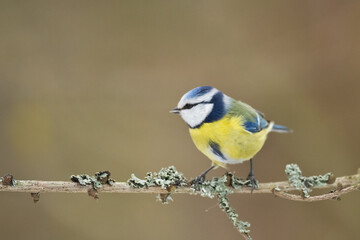 Bird - Blue Tit Cyanistes caeruleus perched on tree	