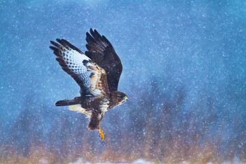 landing Common buzzard Buteo buteo in the fields in winter snow, buzzards in natural habitat, hawk...