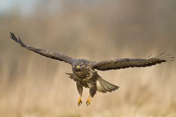 landing Common buzzard Buteo buteo in the fields in winter snow, buzzards in natural habitat, hawk...
