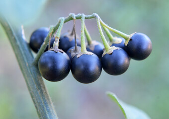 In nature grows nightshade (Solanum nigrum) - obrazy, fototapety, plakaty