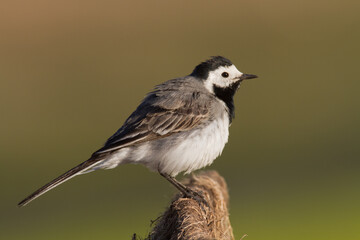 Bird white wagtail Motacilla alba small bird with long tail on light brown background, Poland Europe