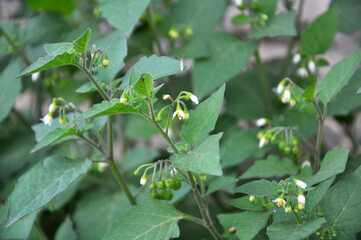 In nature grows nightshade (Solanum nigrum)