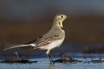 Bird white wagtail Motacilla alba small bird with long tail on light brown background, Poland Europe