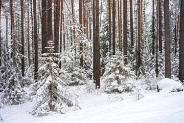 Fototapeta premium Fluffy young spruces covered with snow among the trunks of pines and birches in the winter forest. Winter landscape with snow-covered trees. The concept of winter walks