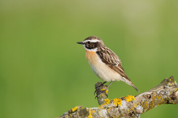 Bird Whinchat Saxicola rubetra - bird sitting on the weed, male, amazing background with warm light summer time Poland, Europe