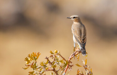 Northern Wheatear (Oenanthe oenanthe) is a common songbird in Asia, Europe, America and Africa. It lives in open and stony areas.