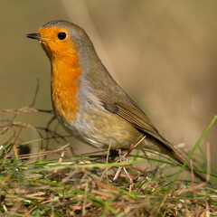 Bird - Robin redbreast Erithacus rubecula small insectivorous passerine bird Garden bird	