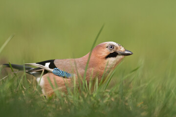 Bird Eurasian Jay Garrulus glandarius sitting on the ground Poland, Europe