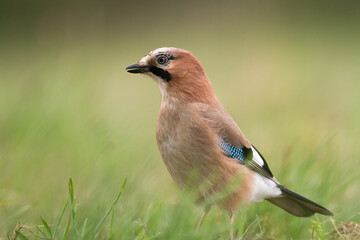 Bird Eurasian Jay Garrulus glandarius sitting on the ground Poland, Europe