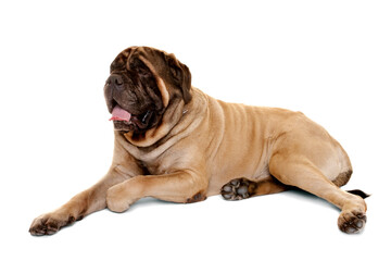 Old English Mastiff on white background