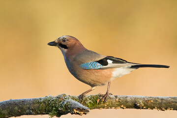 Bird Eurasian Jay Garrulus glandarius sitting on the branch Poland, Europe