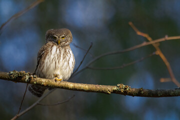 Pygmy owl Glaucidium passerinum little owl natural dark forest north parts of Poland Europe	