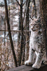 Der Luchs im Winter