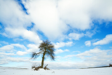 silhouette of lonely tree on the hill in Poland, Europe on sunny day in winter, amazing clouds in blue sky	
