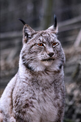 Der Luchs im Portrait