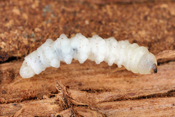 Larva of the beetle from family Cerambycidae (longhorn beetles).