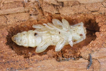 Pupae of the beetle from family Cerambycidae (longhorn beetles).