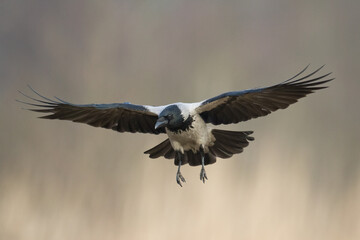 Bird - Hooded crow Corvus cornix in amazing warm background Poland Europe