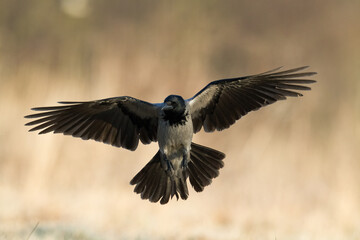 Bird - Hooded crow Corvus cornix in amazing warm background Poland Europe