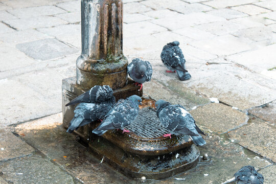 Tauben in Venedig am Brunnen