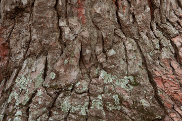 Colorful pine bark background with moss, close-up. Natural texture pine skin. Relief texture of tree trunk for publication, screensaver, wallpaper, post, poster, banner, cover. High quality photo