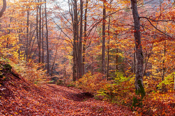 Yellow-chequered autumn beech forest.