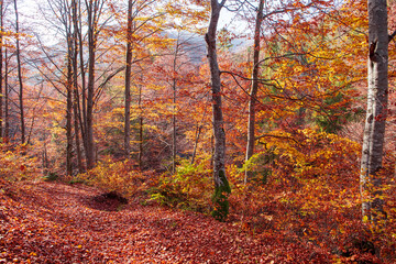 Yellow-chequered autumn beech forest.