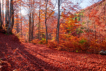 Yellow-chequered autumn beech forest.