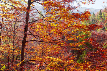 Fototapeta premium Yellow-chequered autumn beech forest.