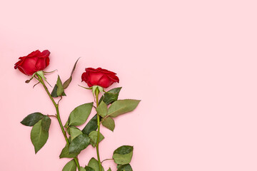 two red roses on a pink background with copy - space for your text or message, valentine's day concept