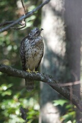 Brown Tail Hawk