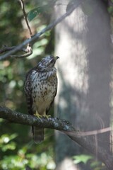 Brown Tail Hawk