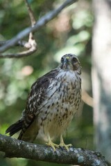 Brown Tail Hawk