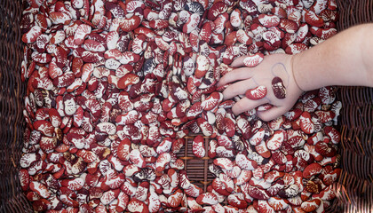 Mão de uma criança dentro de um cesto cheio de favas rajadas vermelhas.